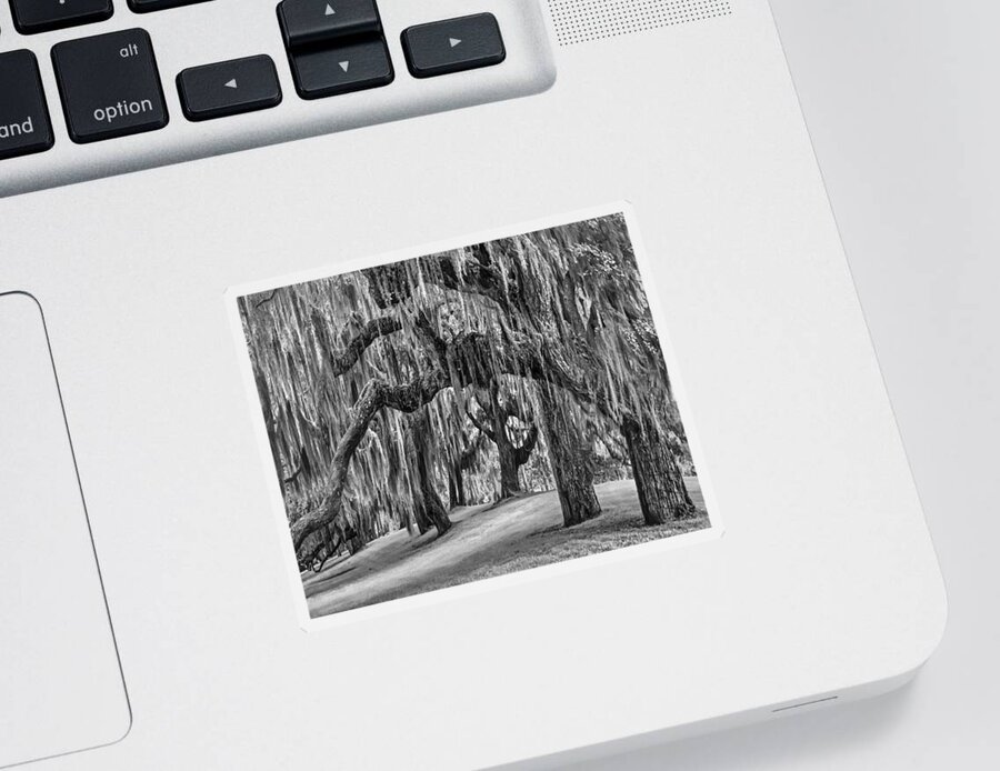 Clouds Sticker featuring the photograph Spanish Moss in Black and White by Debra and Dave Vanderlaan