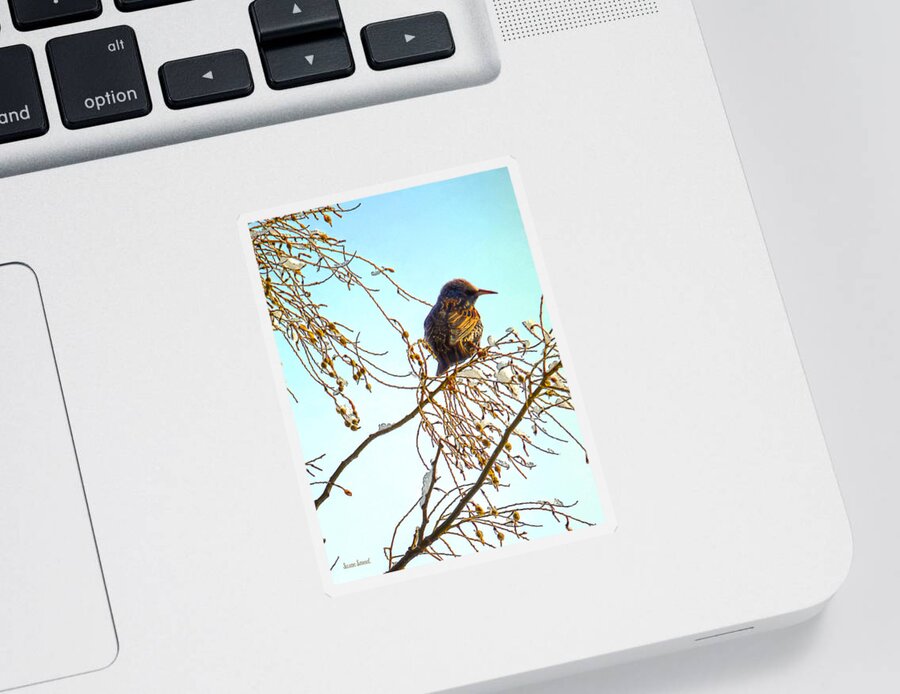 Sparrow Sticker featuring the photograph Sparrow on a Winter Branch by Susan Savad