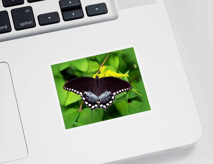 Butterflies Sticker featuring the photograph Spicebush Butterfly by Christina Rollo
