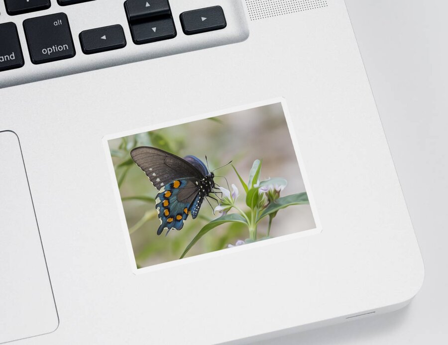 Insect Sticker featuring the photograph Spicebush In Wildflowers by Bill and Linda Tiepelman