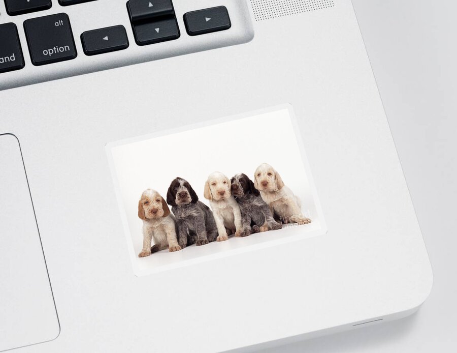 Dog Sticker featuring the photograph Spinone Puppy Dogs by John Daniels