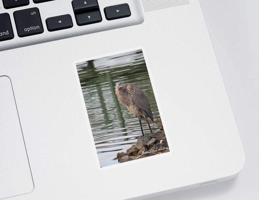 Ardea Herodias Sticker featuring the photograph Spotted by a Great Blue Heron by Robert Banach