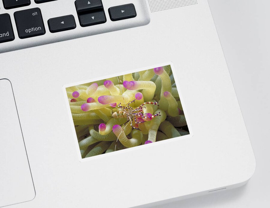 Anemone Sticker featuring the photograph Spotted Cleaner Shrimp On Pink-tipped by Mary Beth Angelo