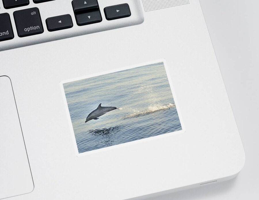 Spotted Dophin Sticker featuring the photograph Spotted Dolphin Leaping by Bradford Martin