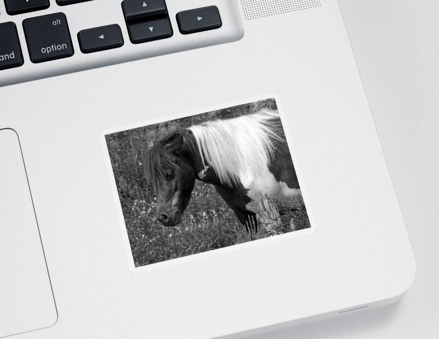 Pony Sticker featuring the photograph Spotted Pony by Joyce Wasser