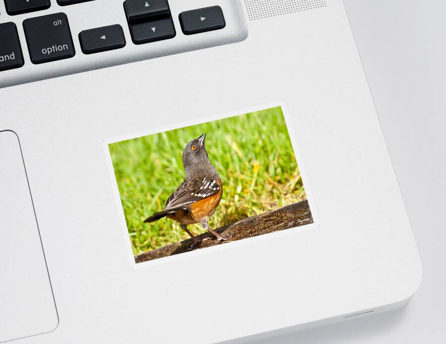 Animal Sticker featuring the photograph Spotted Towhee Looking Up by Jeff Goulden