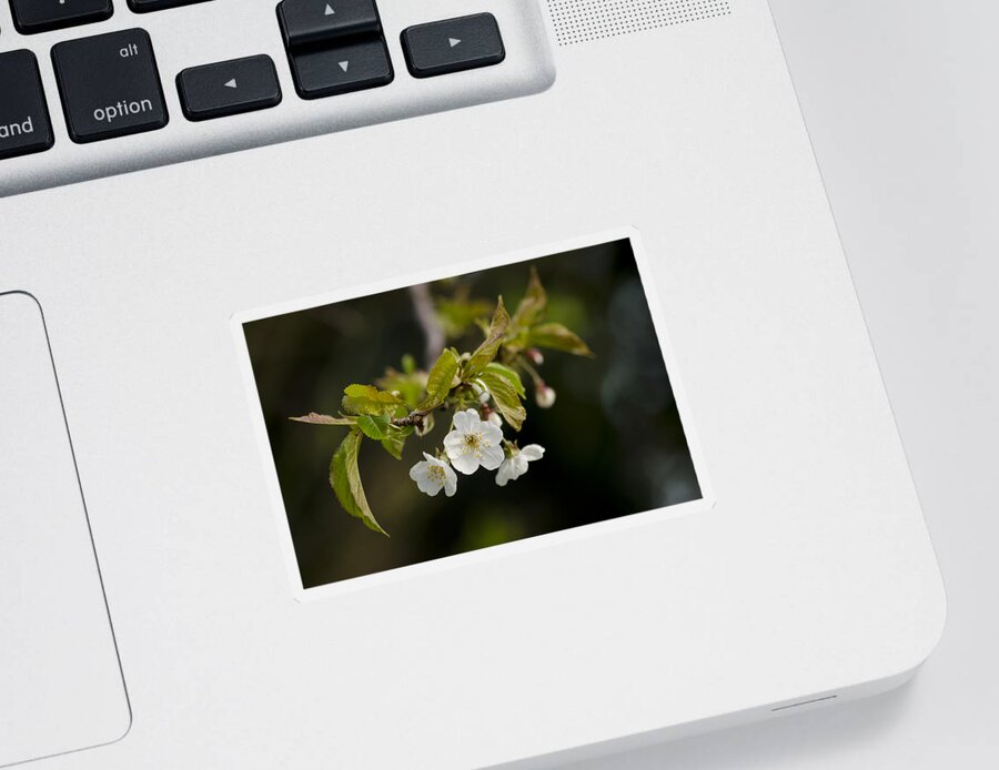 Branch Sticker featuring the photograph Spring Blossom by Spikey Mouse Photography