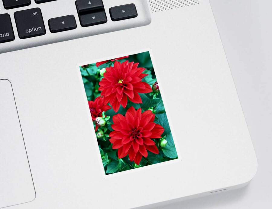 Spring Sticker featuring the photograph Spring Flowers 5 by Bob Slitzan