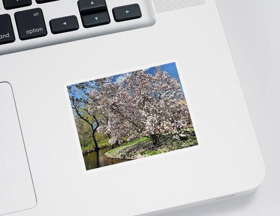 Trees Sticker featuring the photograph Spring Magnolia by Janice Drew