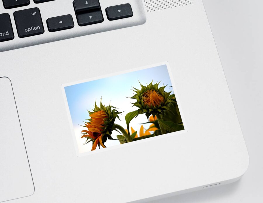 Sunflowers Sticker featuring the photograph Spring Sun Shine by Gregory Merlin Brown