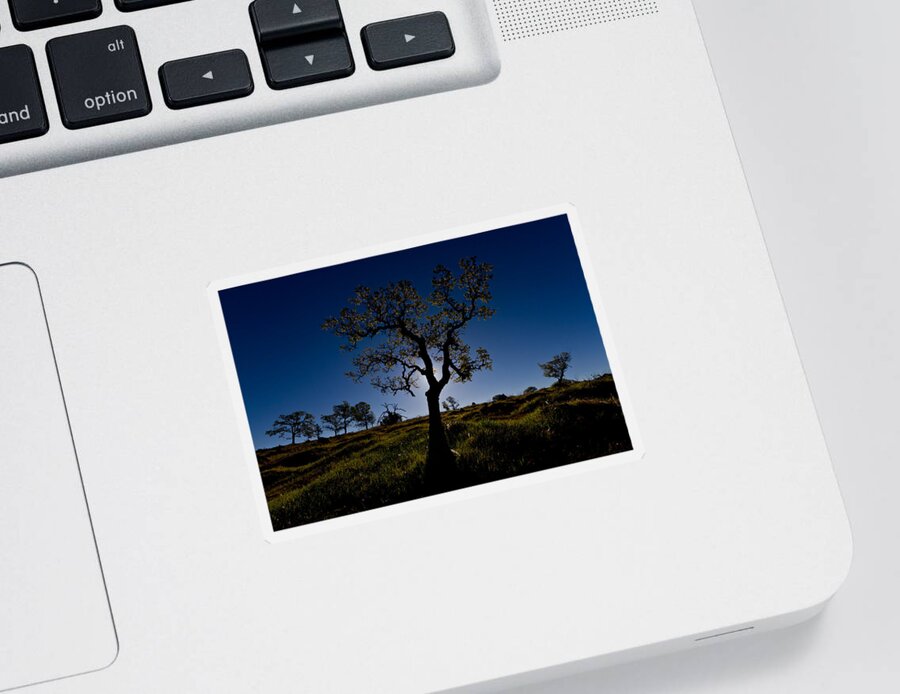 Tree Sticker featuring the photograph Spring Tree by Robert Woodward