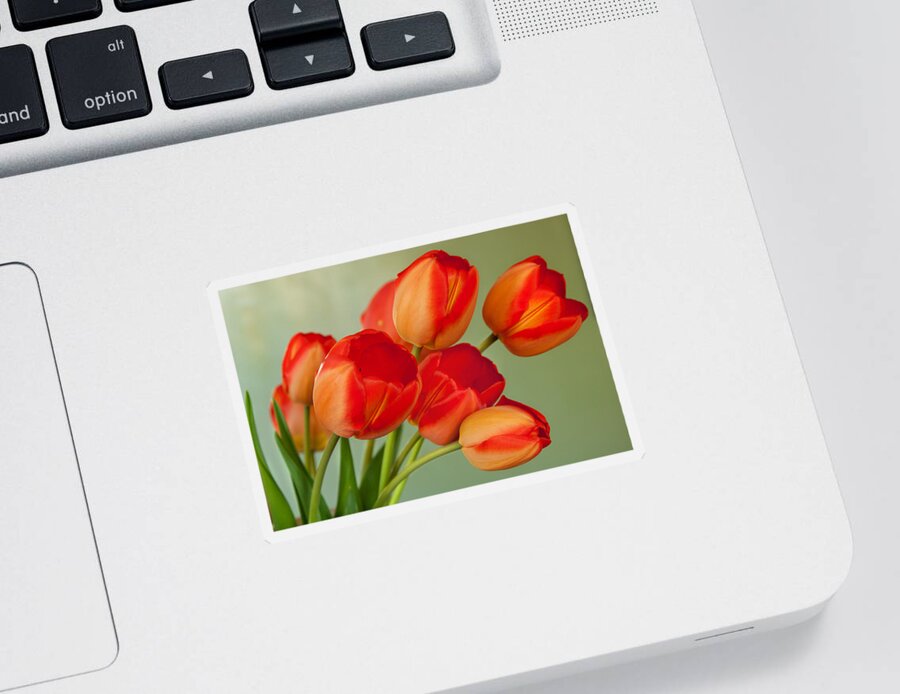  Sticker featuring the photograph Spring Tulips by Courtney Webster