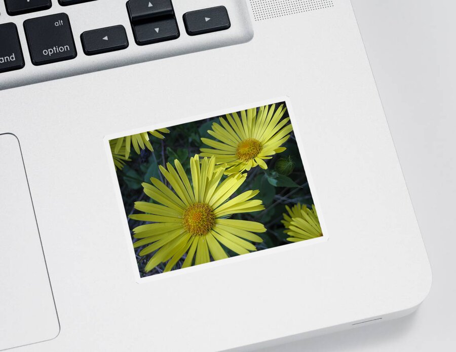 Daisies Sticker featuring the photograph Spring Yellow by Cheryl Hoyle