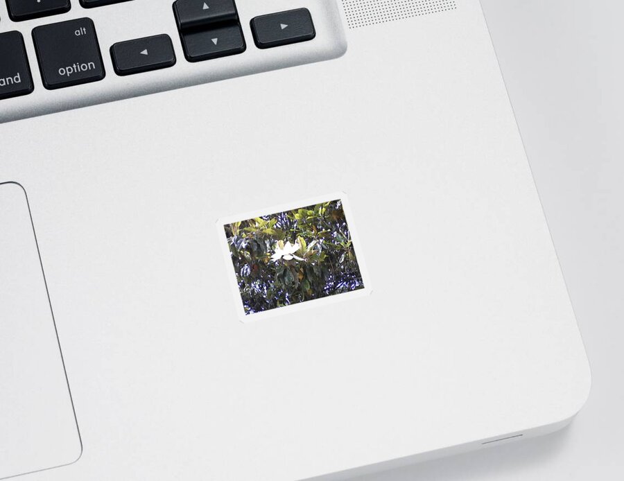 Spring Flowers Sticker featuring the photograph Springtime Magnolia by Suzanne Berthier