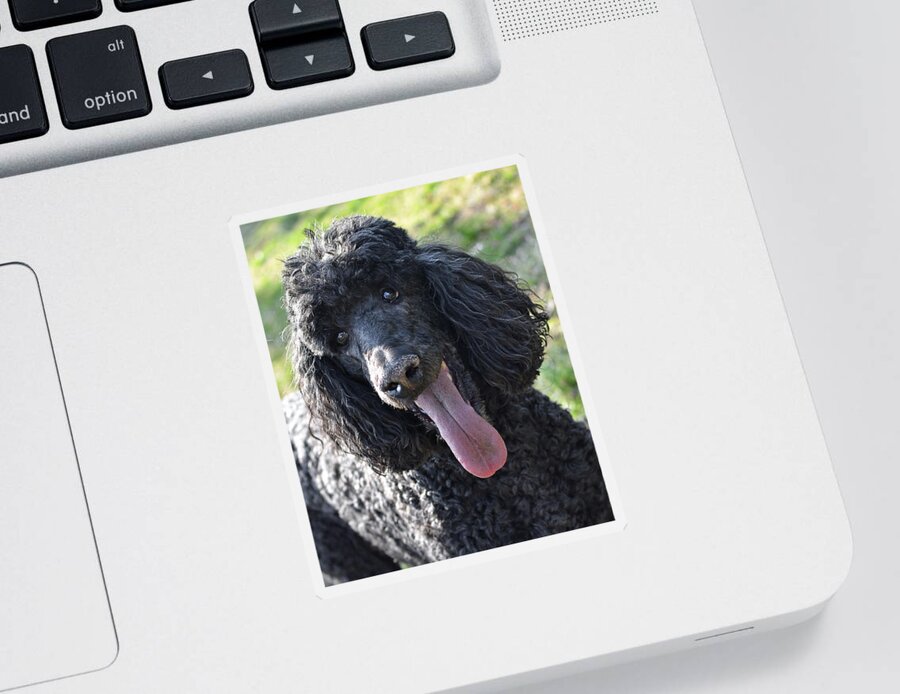 Standard Poodle Sticker featuring the photograph Standard Poodle by Lisa Phillips