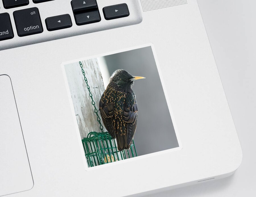 Starling Sticker featuring the photograph Starling by Holden The Moment