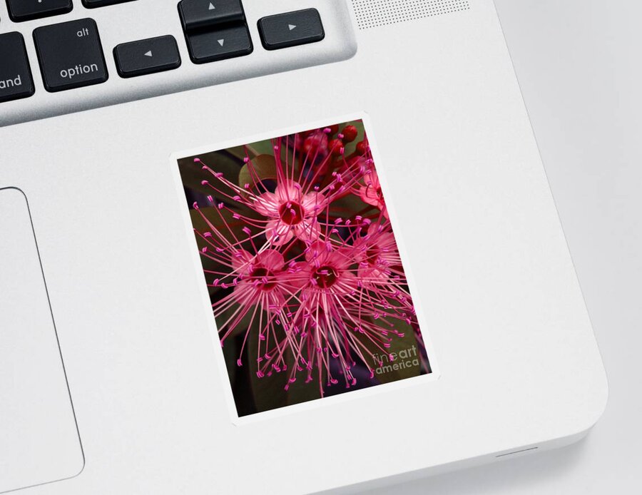 Flower Sticker featuring the photograph Stars by Michelle Meenawong