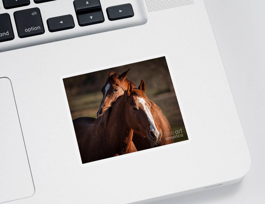 Horses Sticker featuring the photograph Stay Close by Ana V Ramirez
