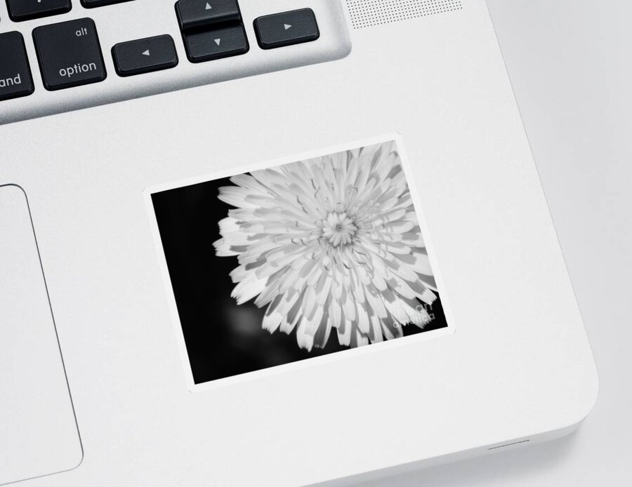 Flower Sticker featuring the photograph Stop staring at me by Andrea Anderegg