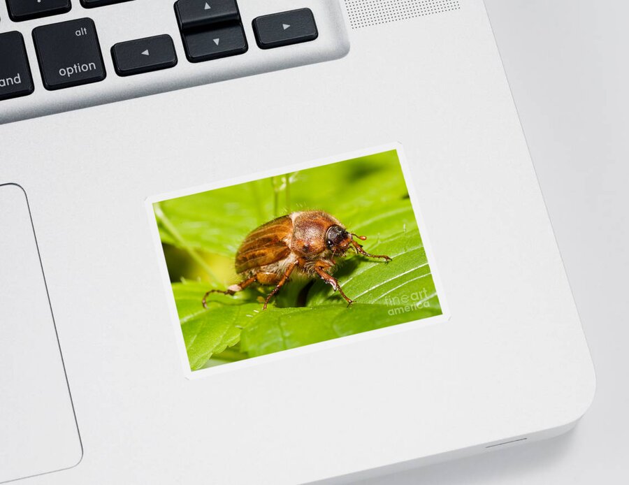 Summer Chafer Sticker featuring the photograph Summer Chafer Beetle by Frank Teigler