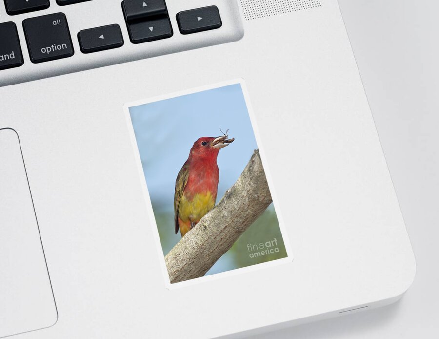 Summer Tanager Sticker featuring the photograph Summer Tanager Eating Wasp by Anthony Mercieca