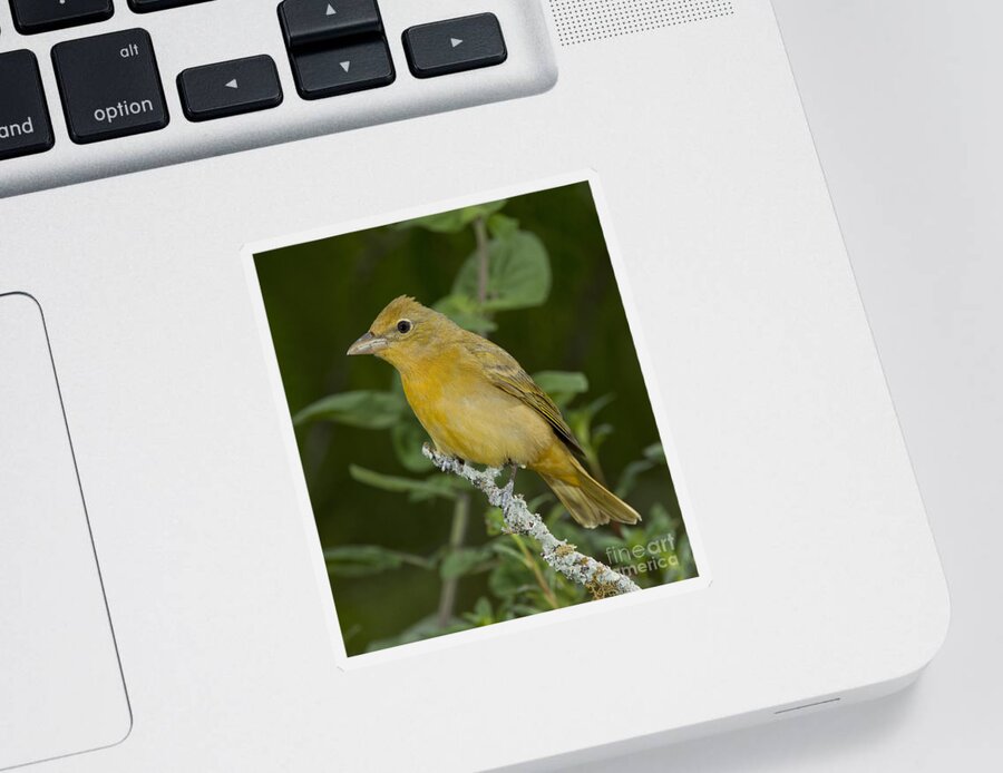 Summer Tanager Sticker featuring the photograph Summer Tanager Hen by Anthony Mercieca