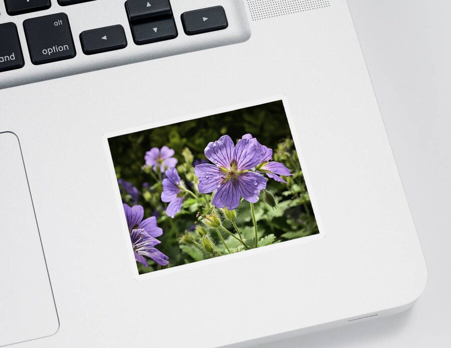 Nature Sticker featuring the photograph Sun bathed Geranium by Spikey Mouse Photography