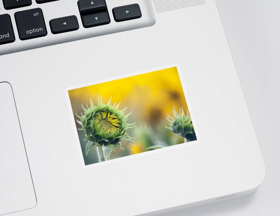 Sunflower Sticker featuring the photograph Sunflower Bloom by Debby Richards
