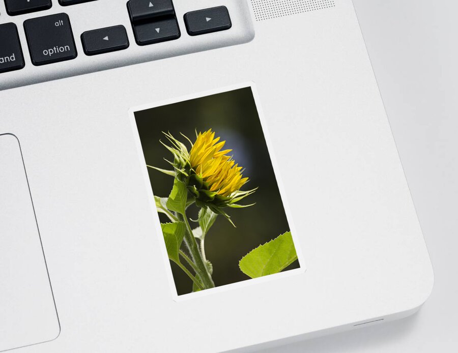 Sunflower Sticker featuring the photograph Sunflower Bright Side by Christina Rollo