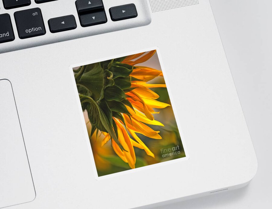 Flower Sticker featuring the photograph Sunflower Farm 1 by Kathleen K Parker