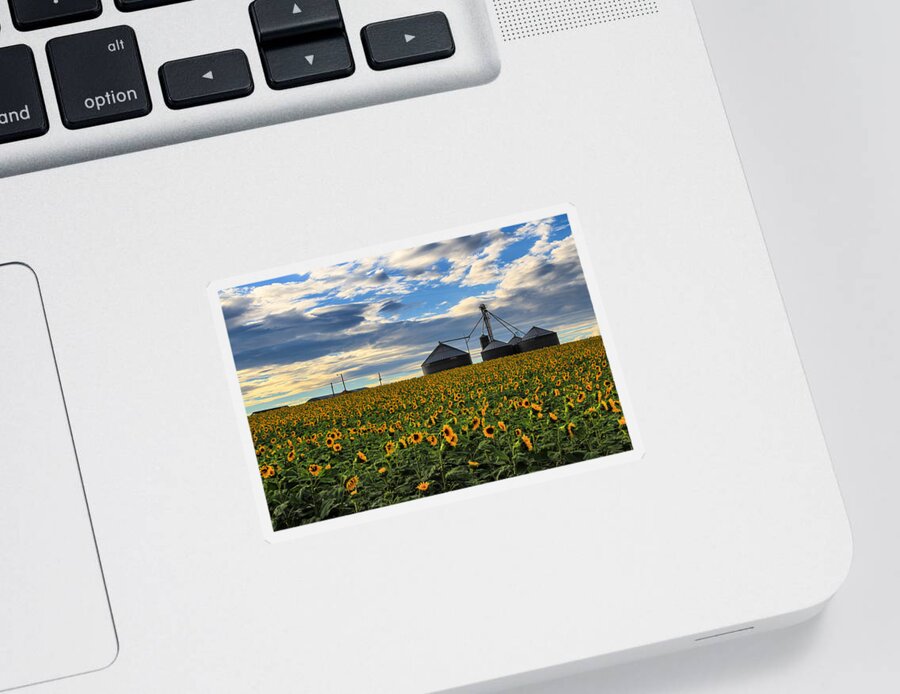 Sunflower Sticker featuring the photograph Sunflower Farm by Juli Ellen