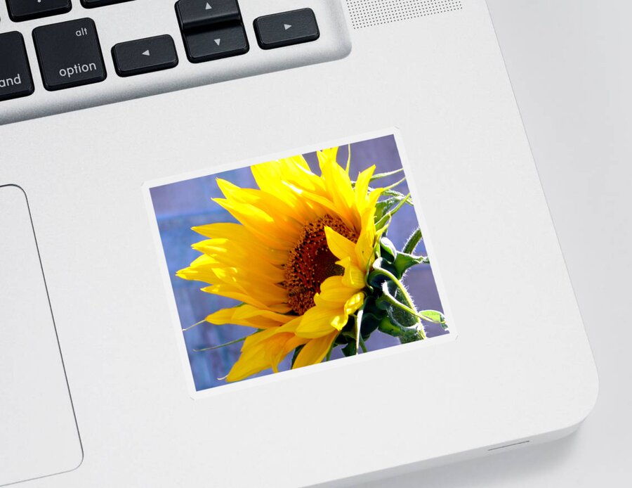 Sunflower Sticker featuring the photograph Sunflower by Katy Hawk