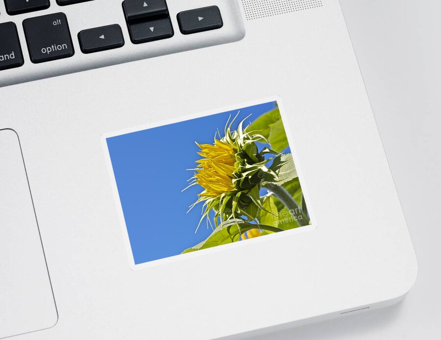 Flowers Sticker featuring the photograph Sunflower by Linda Bianic