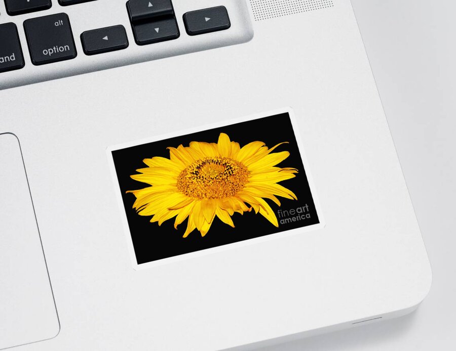 Sunflowers Sticker featuring the photograph Sunflower on Black with Oil Painting Effect by Rose Santuci-Sofranko