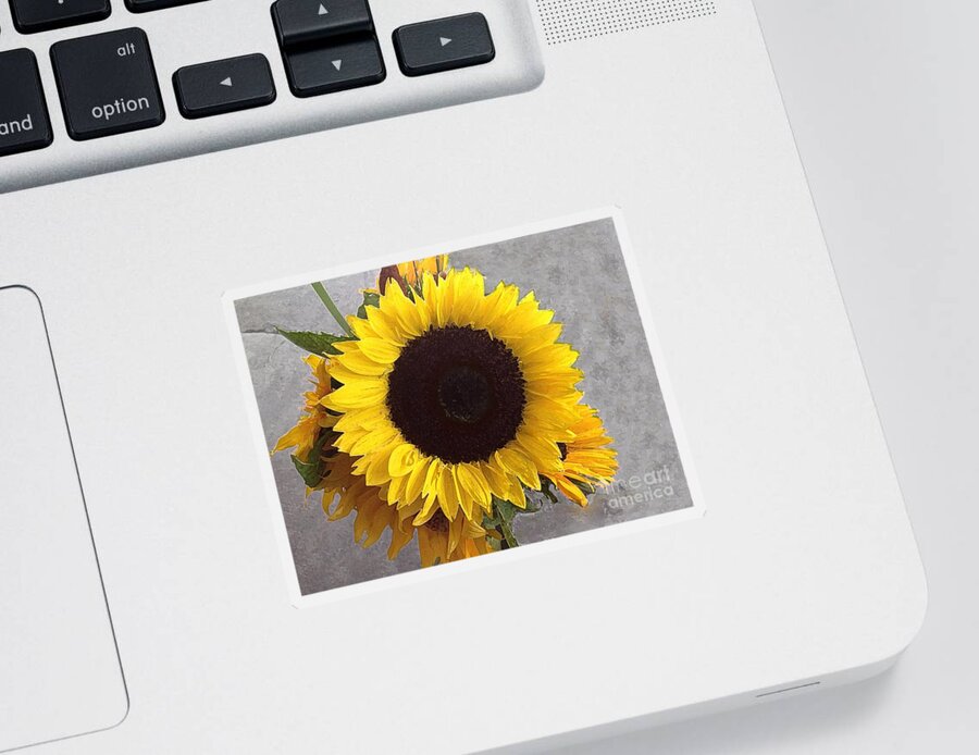 Sunflower Sticker featuring the photograph Sunflower Photo with Dry Brush Filter by Conni Schaftenaar