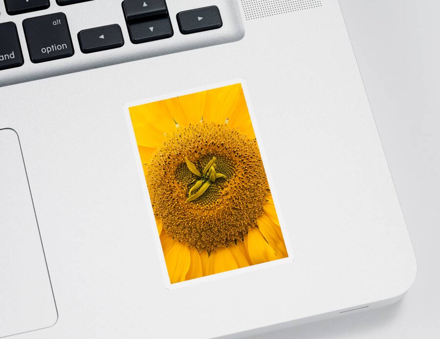 Sunflower Sticker featuring the photograph Sunflower by Sue Leonard