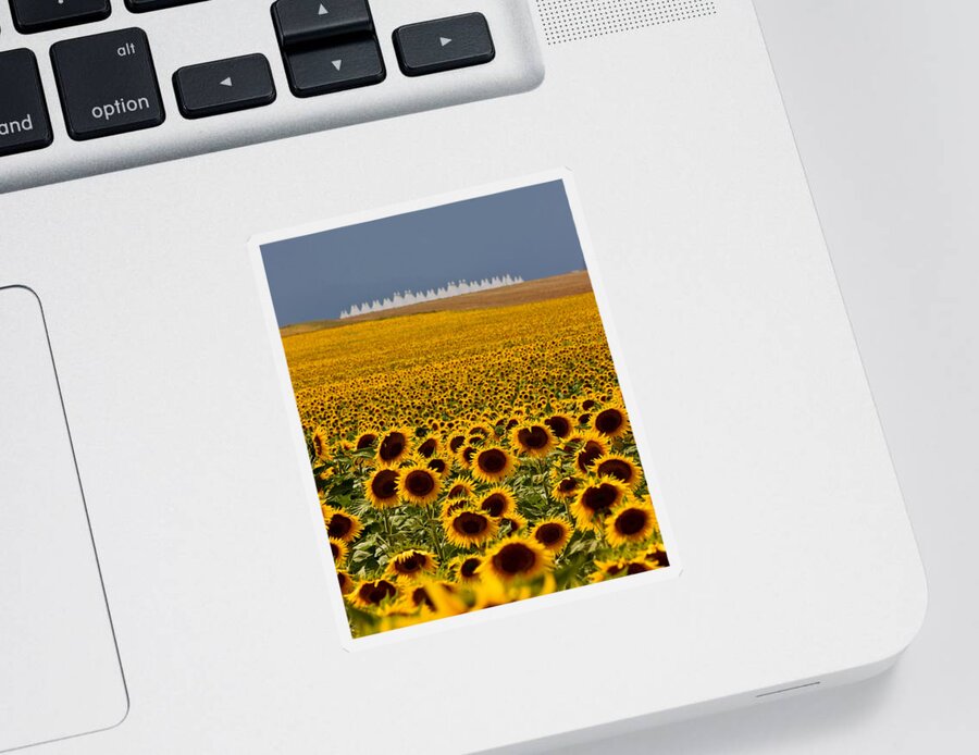 Denver International Airport Sticker featuring the photograph Sunflowers and Airports by Ronda Kimbrow