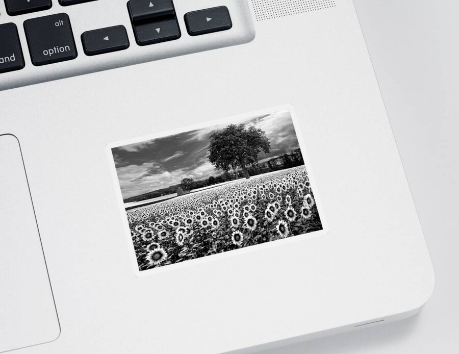 American Sticker featuring the photograph Sunflowers in Black and White by Debra and Dave Vanderlaan