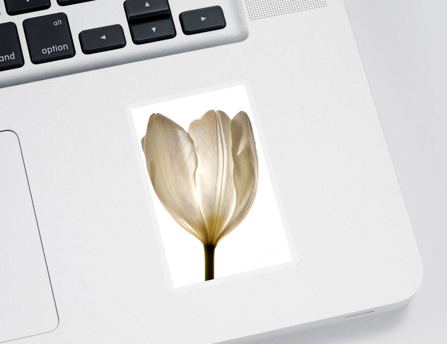 White Tulip Sticker featuring the photograph Sunlight White by Deb Halloran