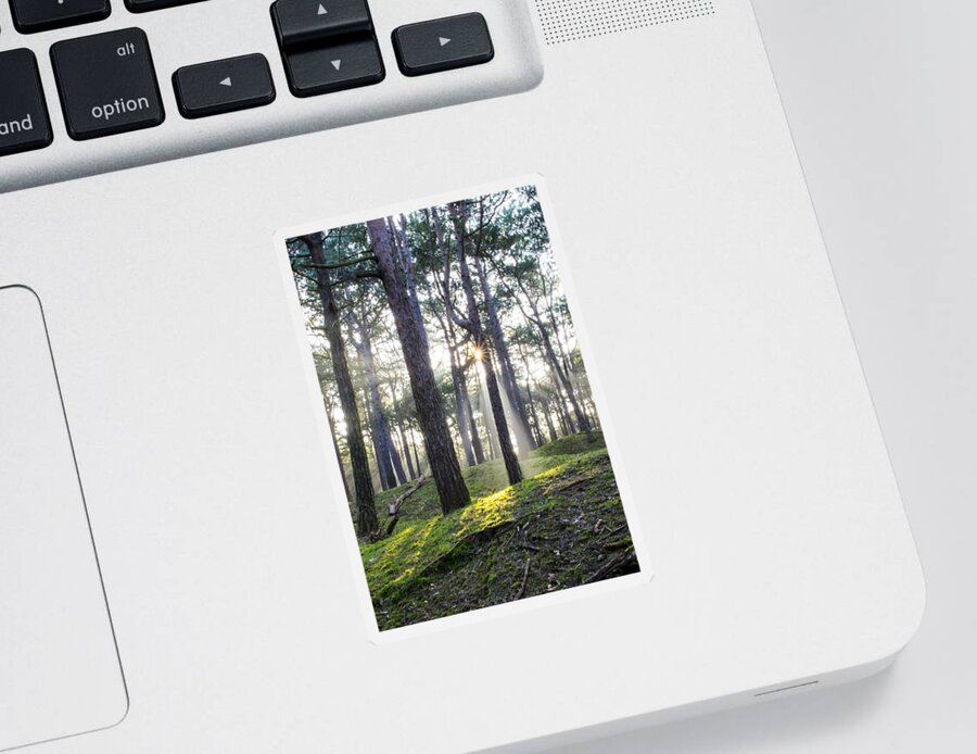 Trees Sticker featuring the photograph Sunlit Trees by Spikey Mouse Photography