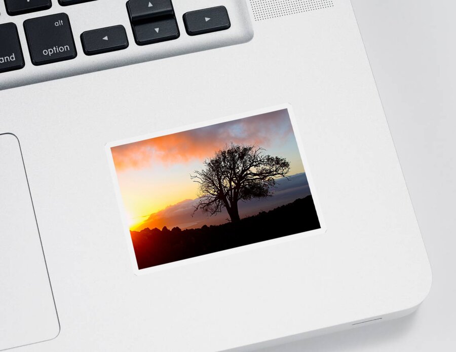 .sunset Sticker featuring the photograph Sunset Tree In Maui by Venetia Featherstone-Witty