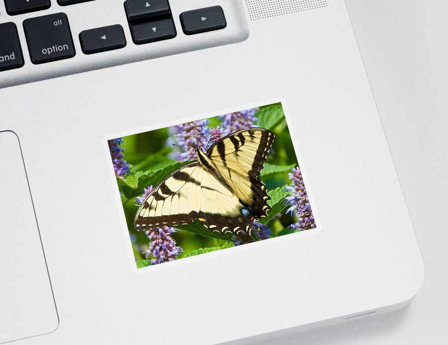 Anise Hyssop Sticker featuring the photograph Swallowtail Butterfly on Anise Hyssop by Kristin Hatt