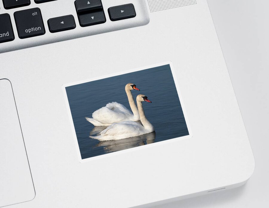 Swan Sticker featuring the photograph Swan by Chris Smith