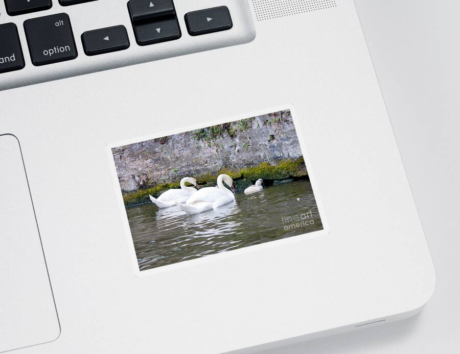 Animal Sticker featuring the photograph Swans and Cygnets in Brugge Canal Belgium by Thomas Marchessault