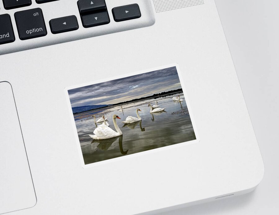Water Sticker featuring the photograph Swans by Ivan Slosar