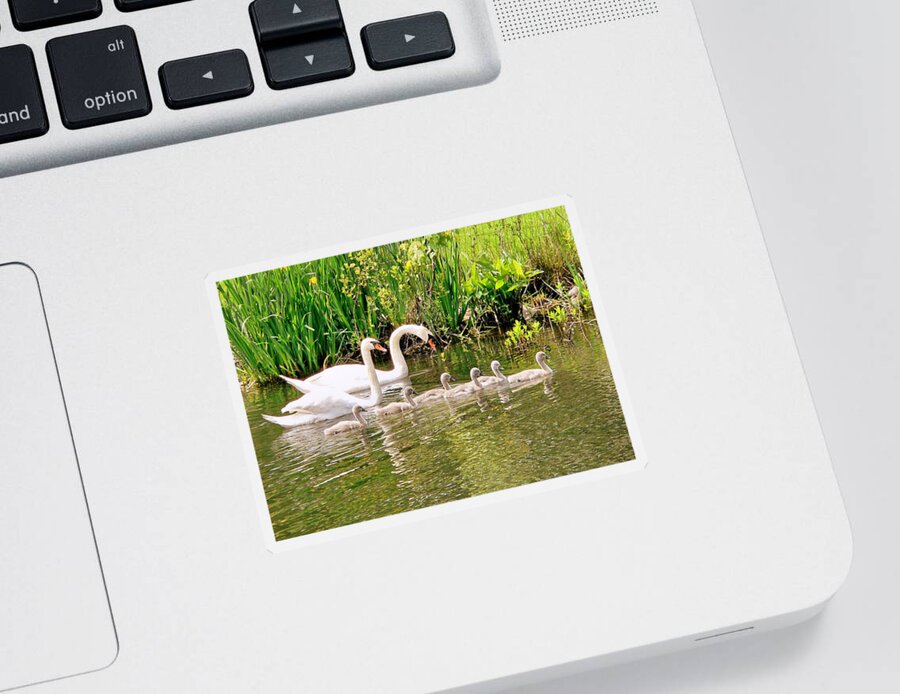 Swans Sticker featuring the photograph Swans by Janice Drew