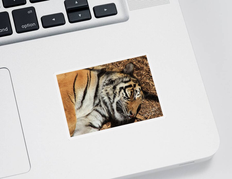 Tiger Sticker featuring the photograph Sweet Dreams by Fiona Kennard