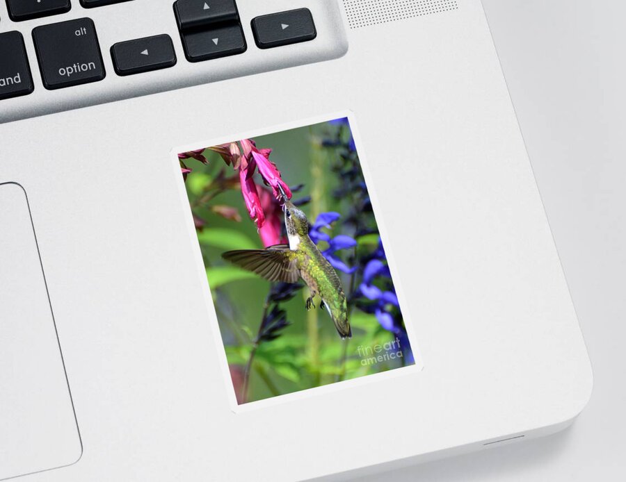 Birds Sticker featuring the photograph Sweet Hummer by Kathy Baccari