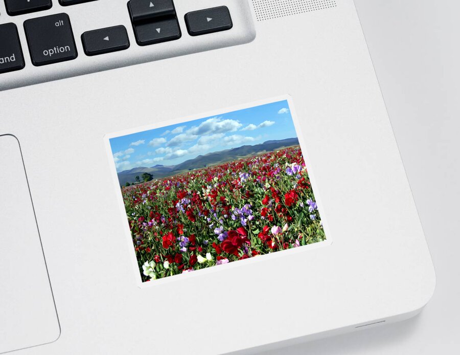 Flowers Sticker featuring the photograph Sweet Peas Forever by Kurt Van Wagner