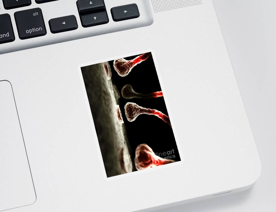Biomedical Illustration Sticker featuring the photograph Synapses by Science Picture Co